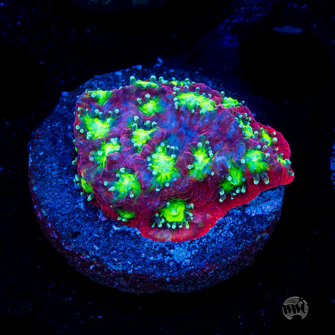 WWC Graffiti War Coral