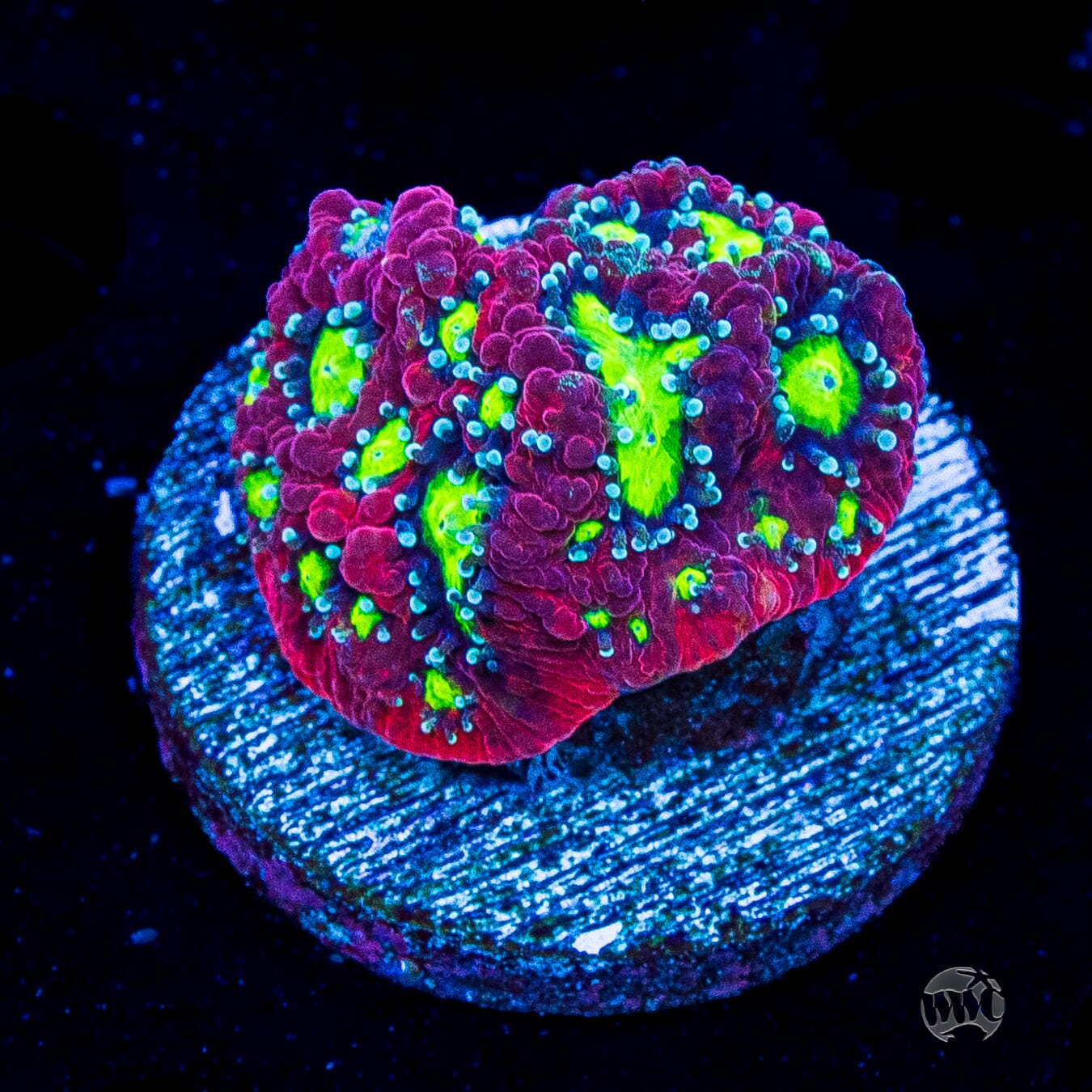 WWC Graffiti War Coral