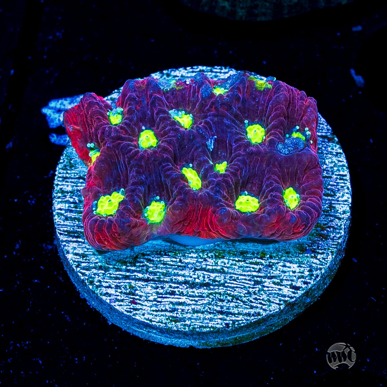 Bicolor War Coral