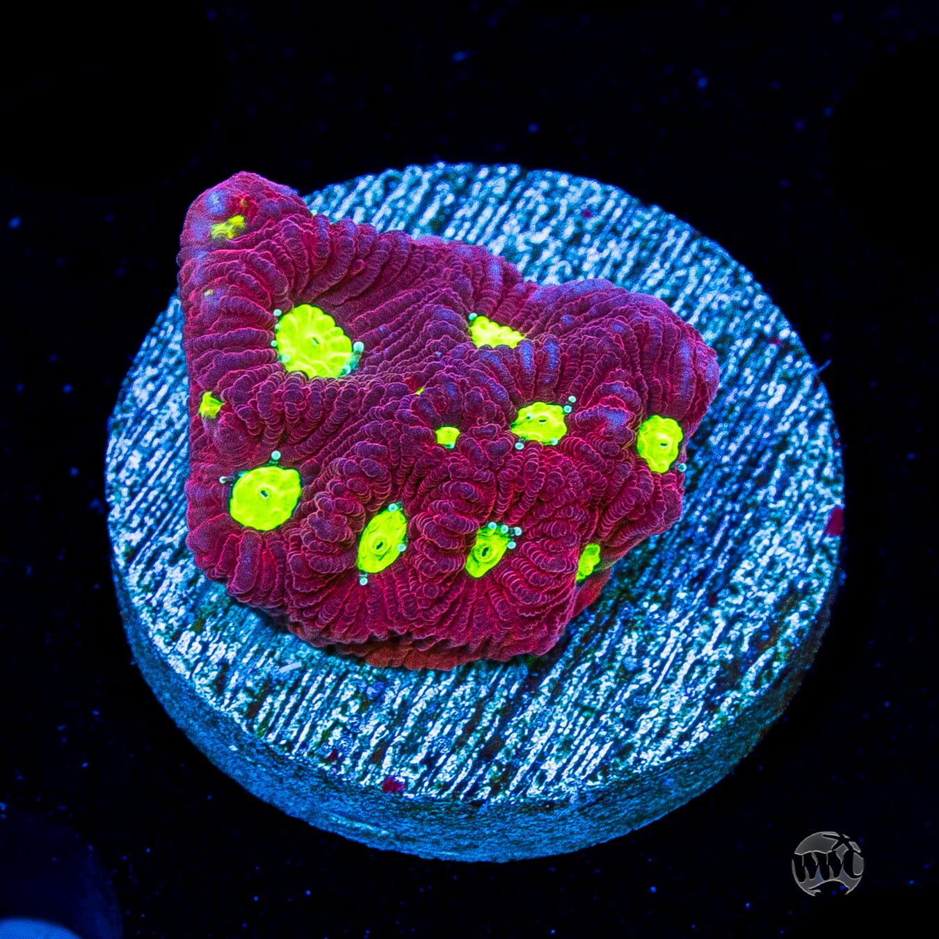 Bicolor War Coral