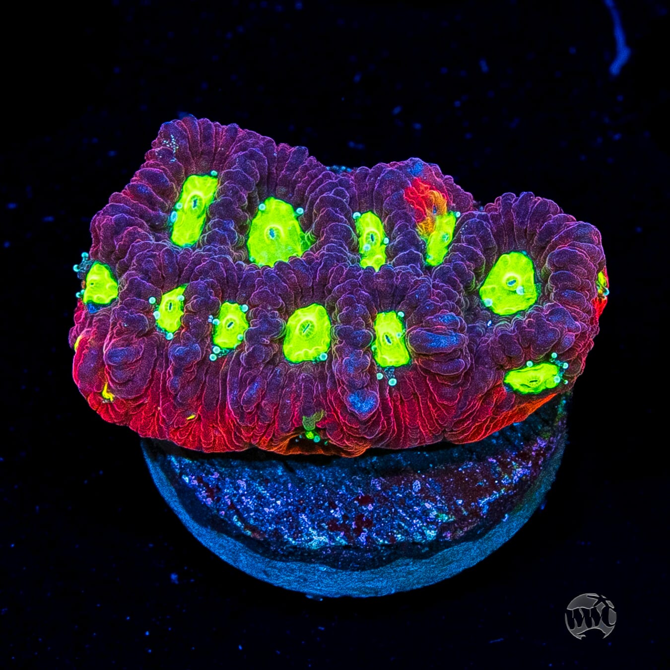 Bicolor War Coral