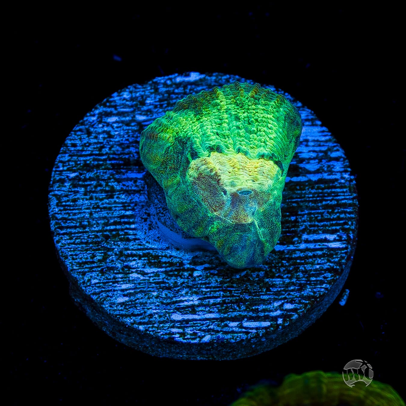 WWC Sunny Side Favia