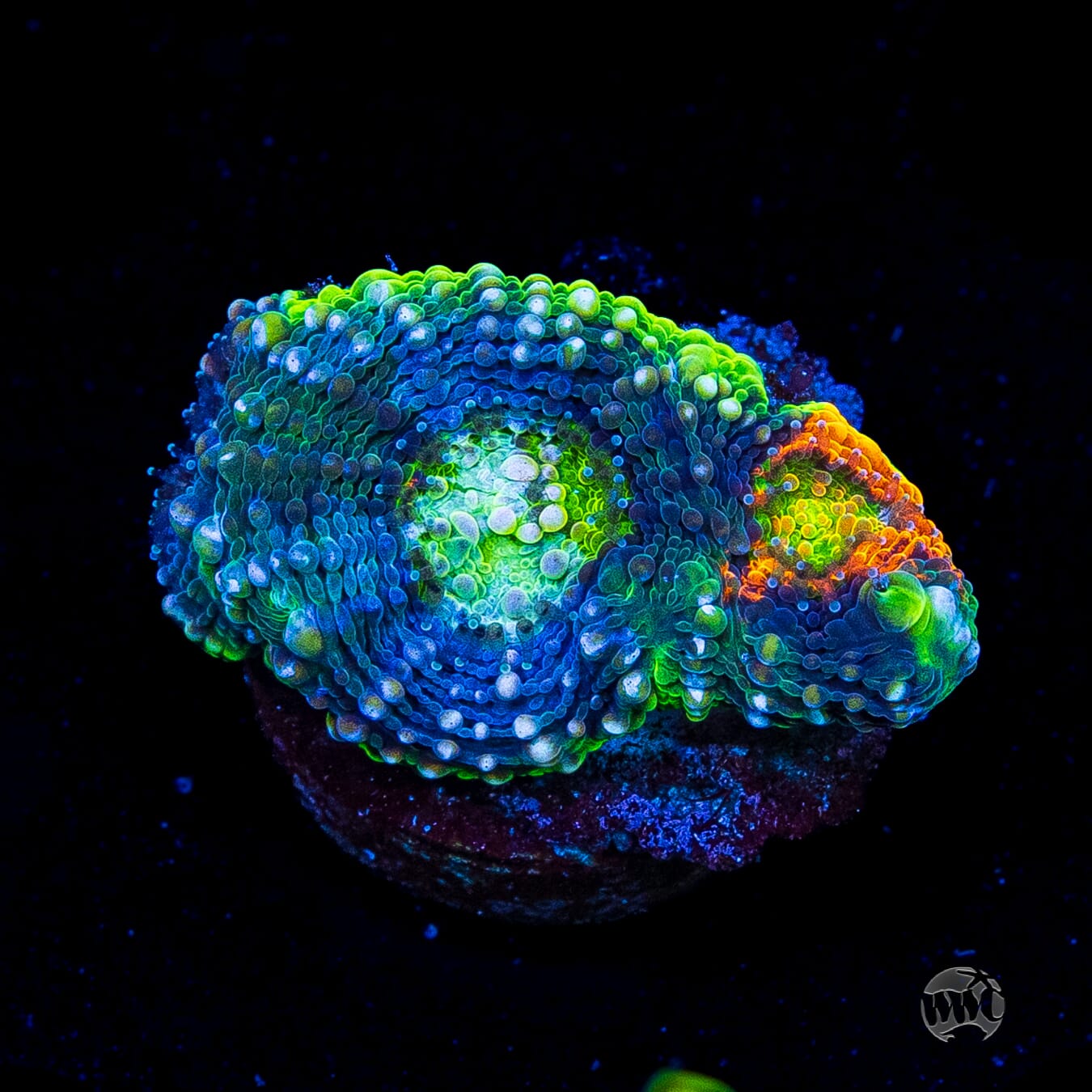 WWC Ahhhmazing Echinata