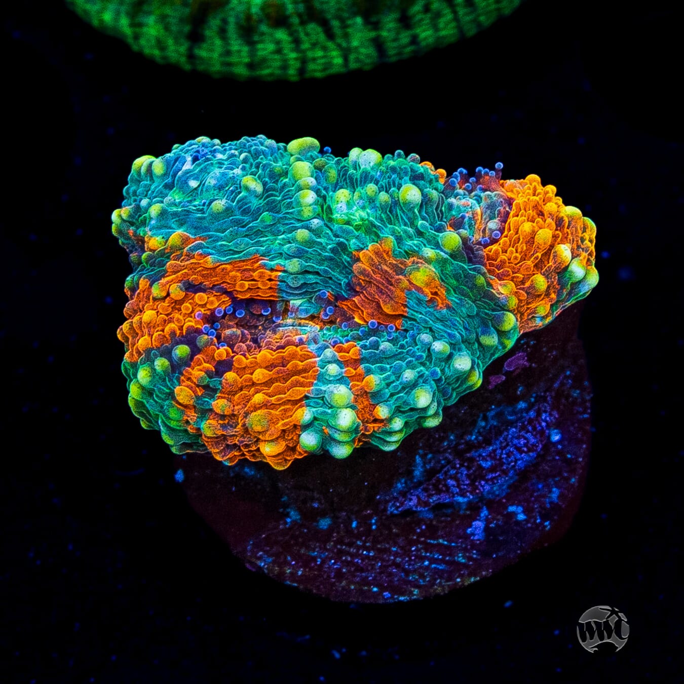 WWC Ahhhmazing Echinata