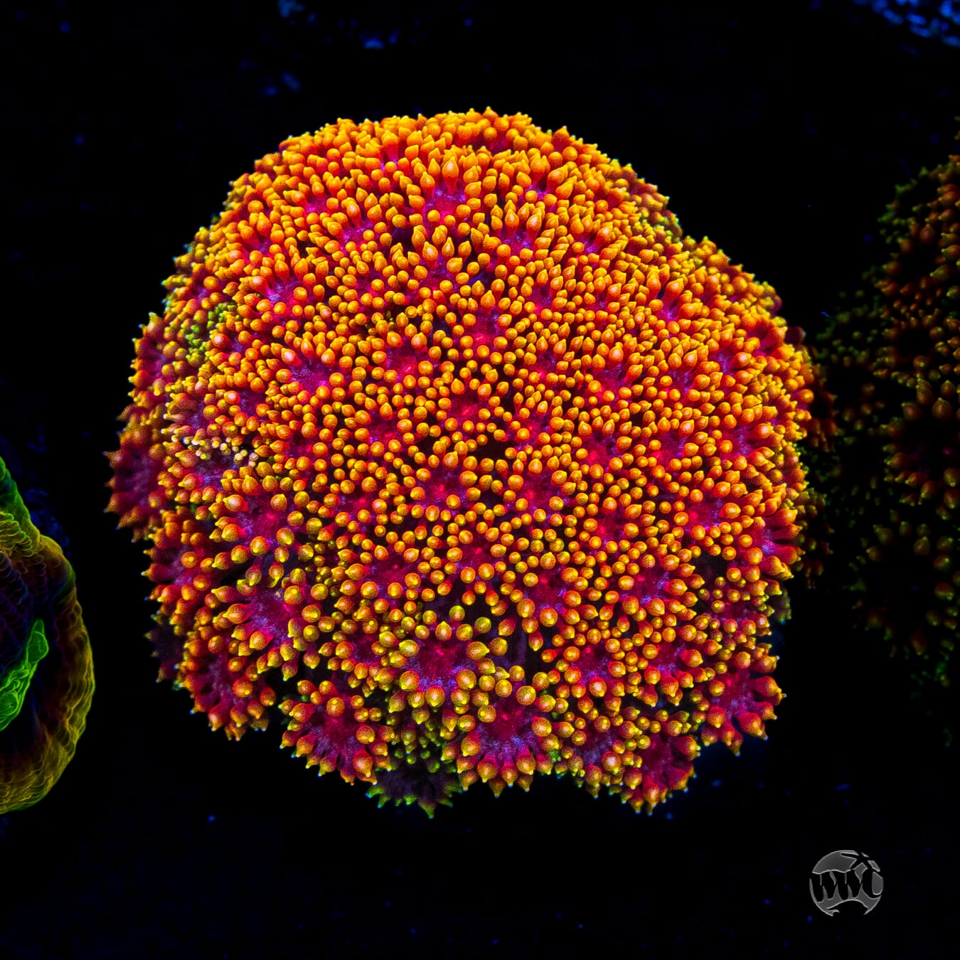WWC Mai Tai Micro Goniopora