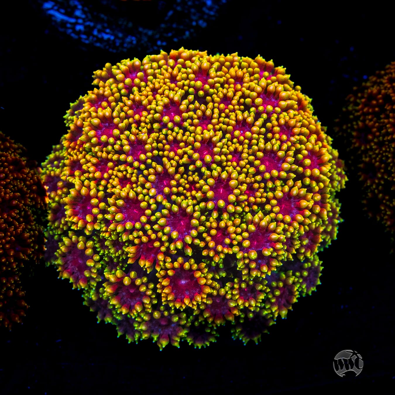 WWC Mai Tai Micro Goniopora