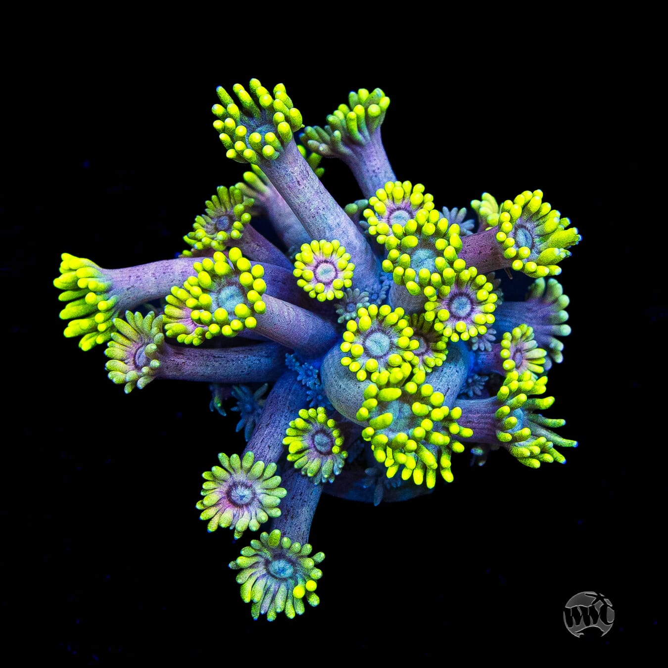 WWC Hail Hydra Goniopora