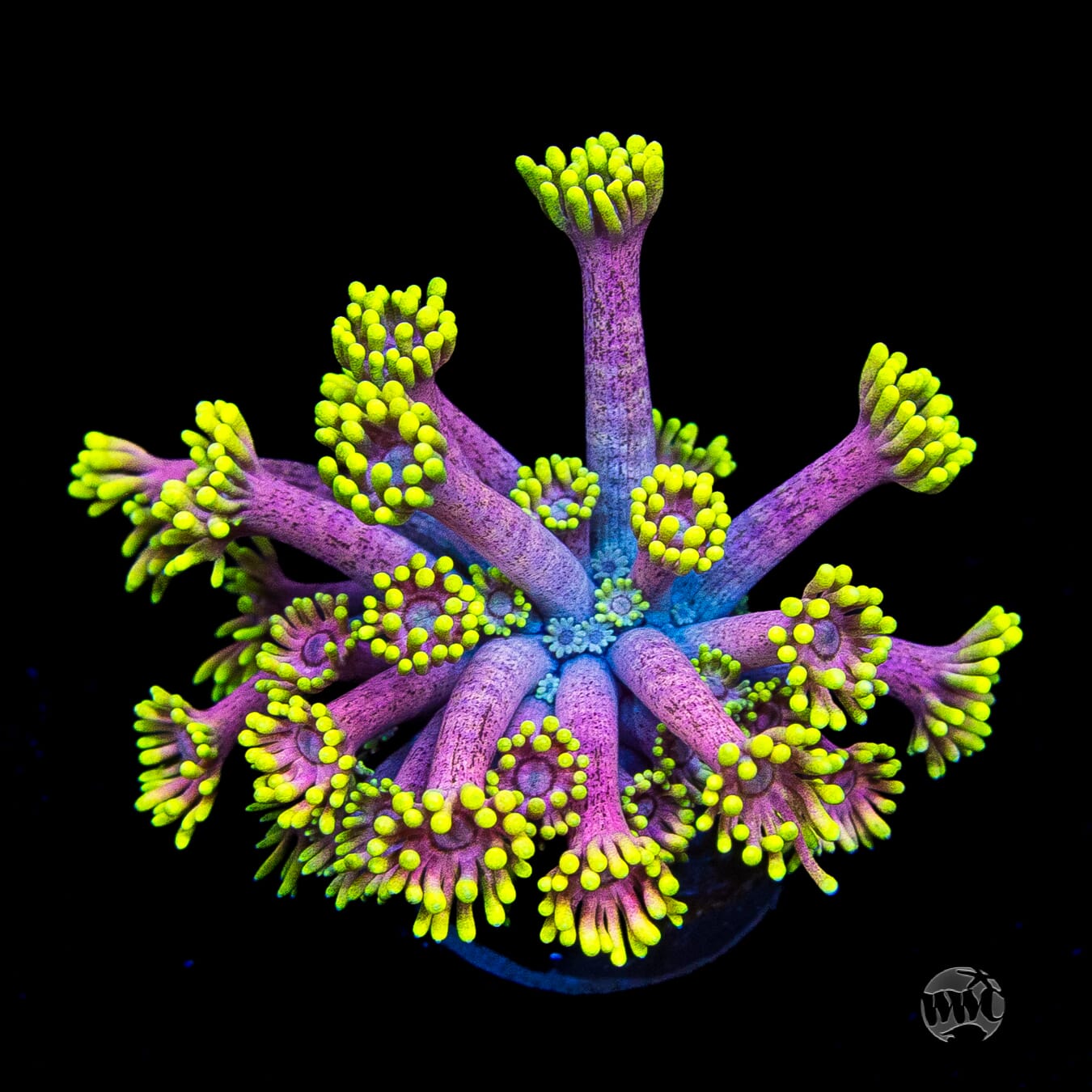 WWC Hail Hydra Goniopora