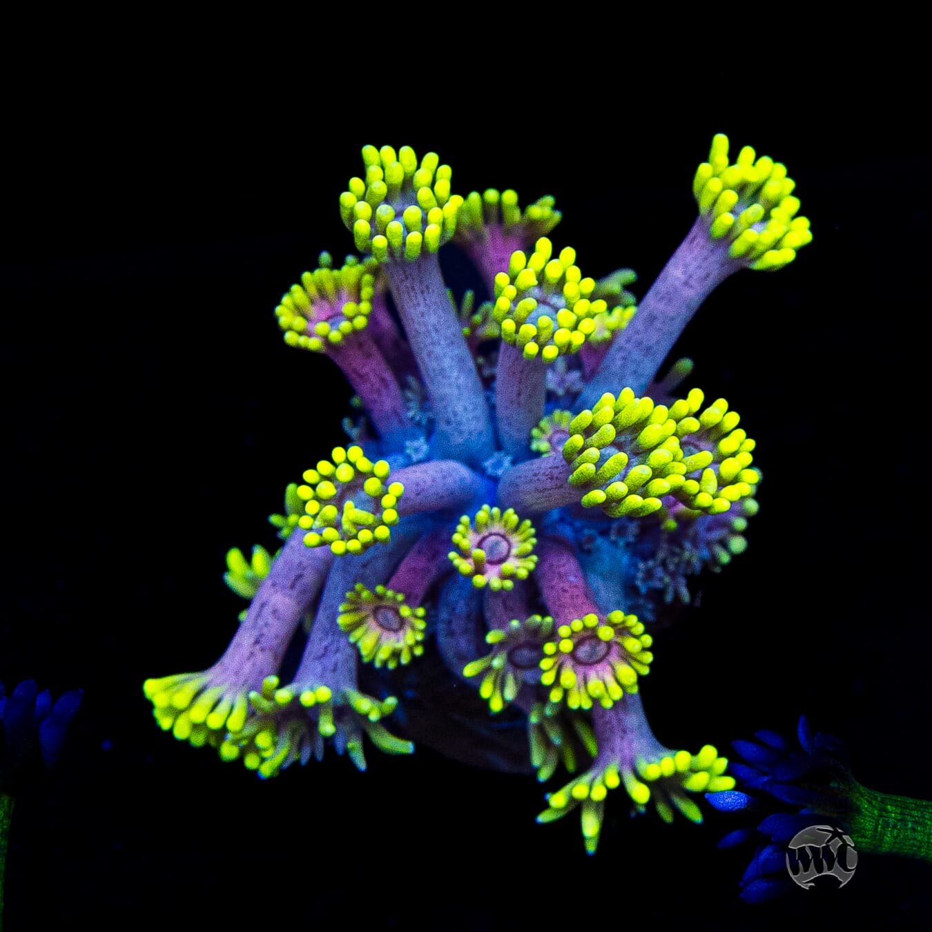 WWC Hail Hydra Goniopora