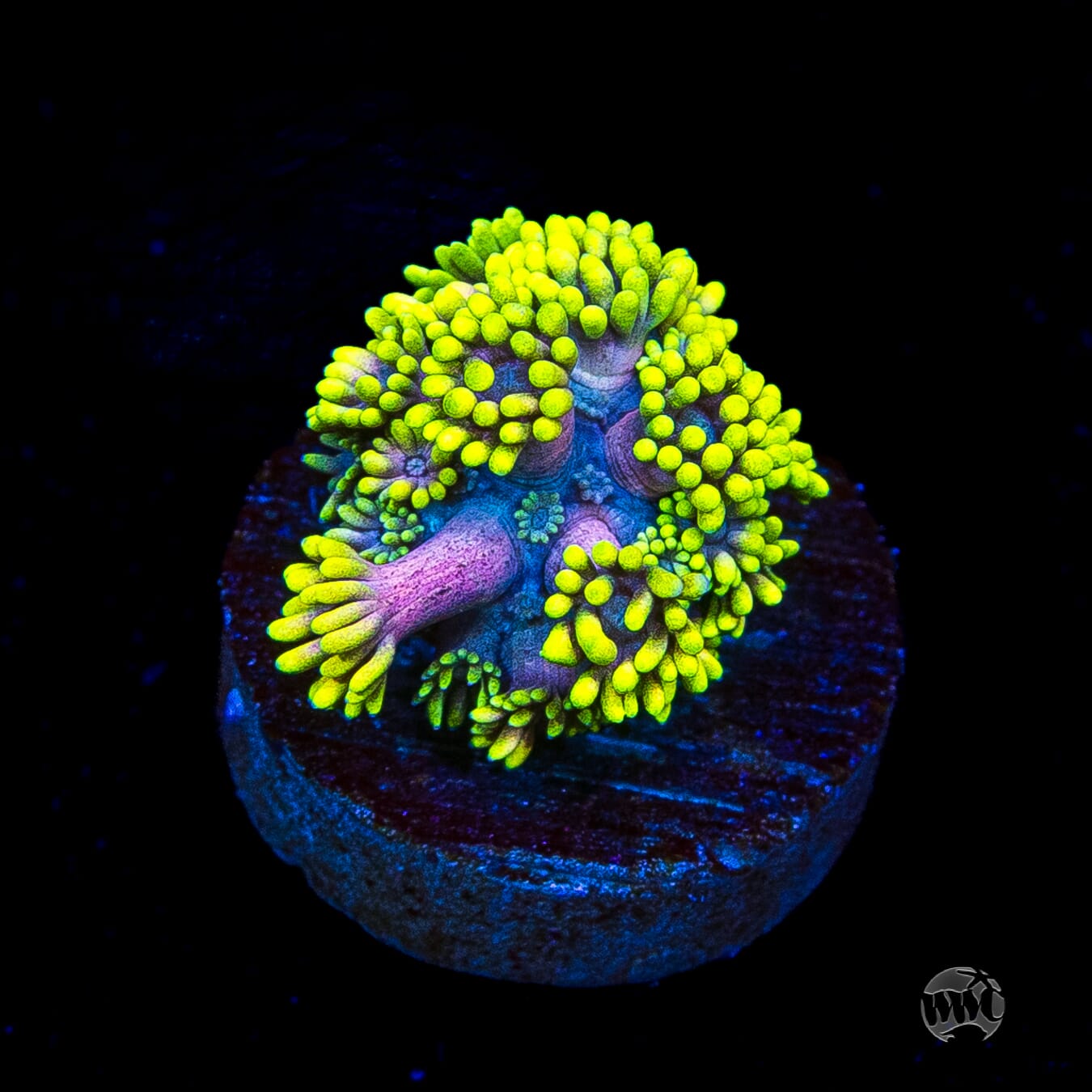 WWC Hail Hydra Goniopora