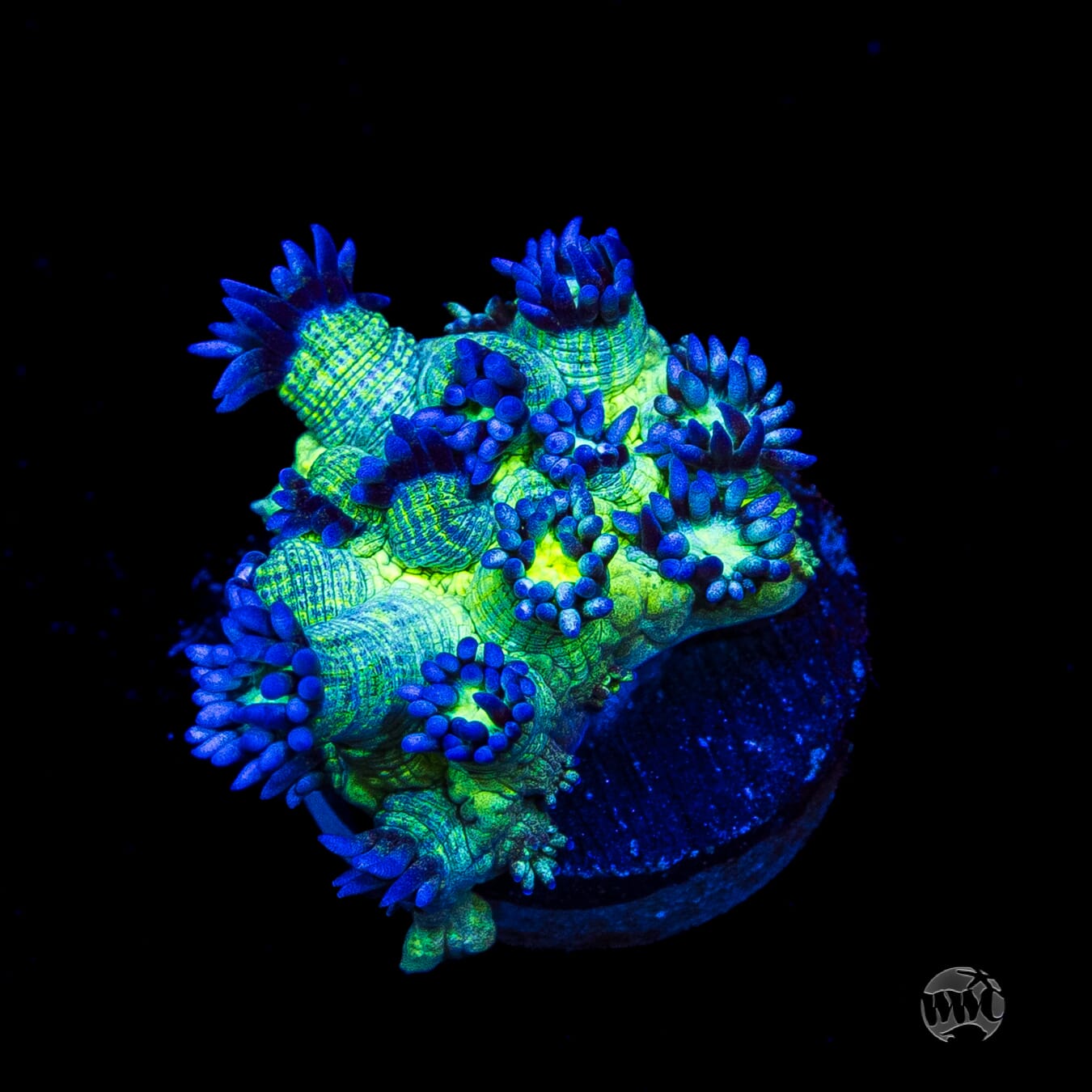 WWC Shadow Flame Goniopora