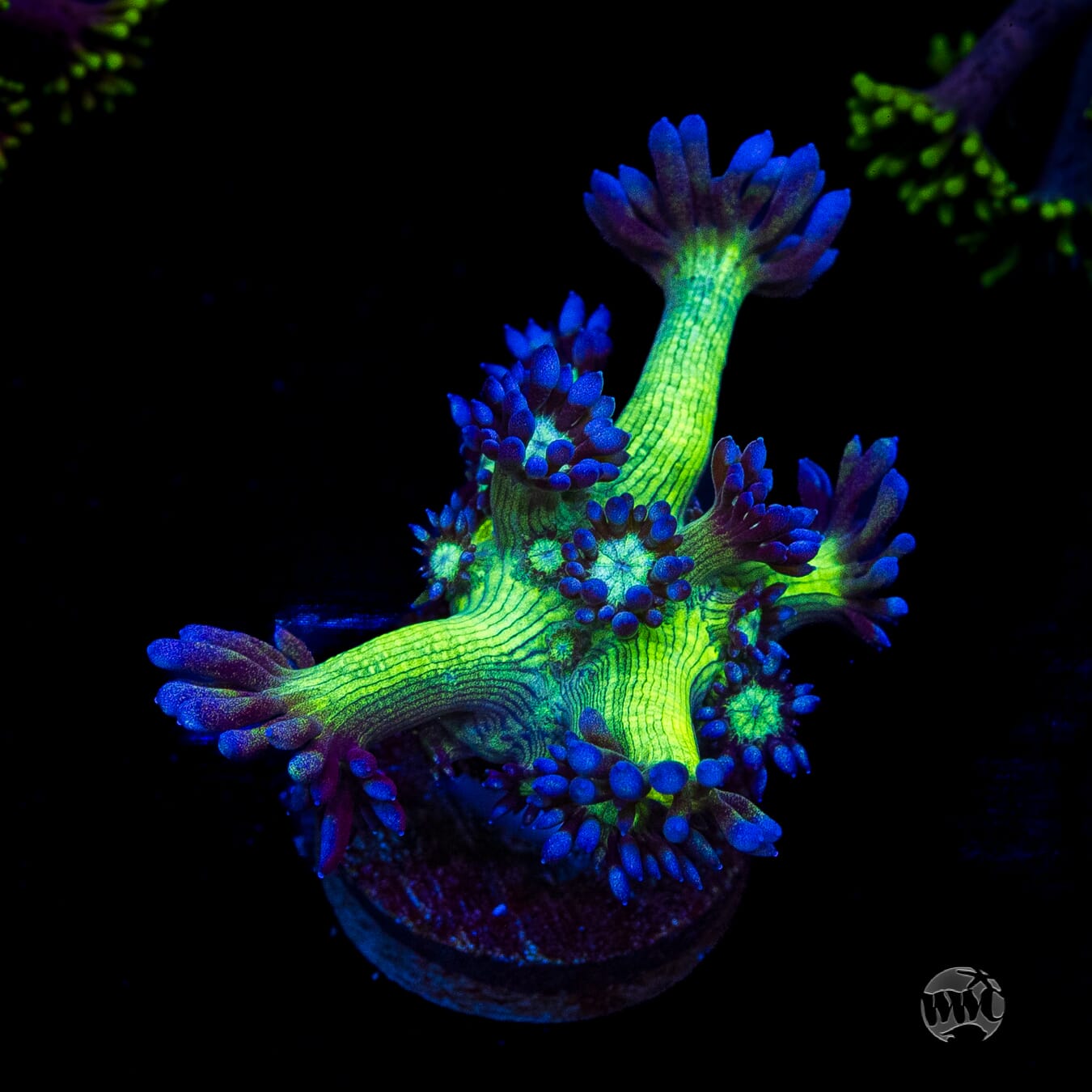 WWC Shadow Flame Goniopora