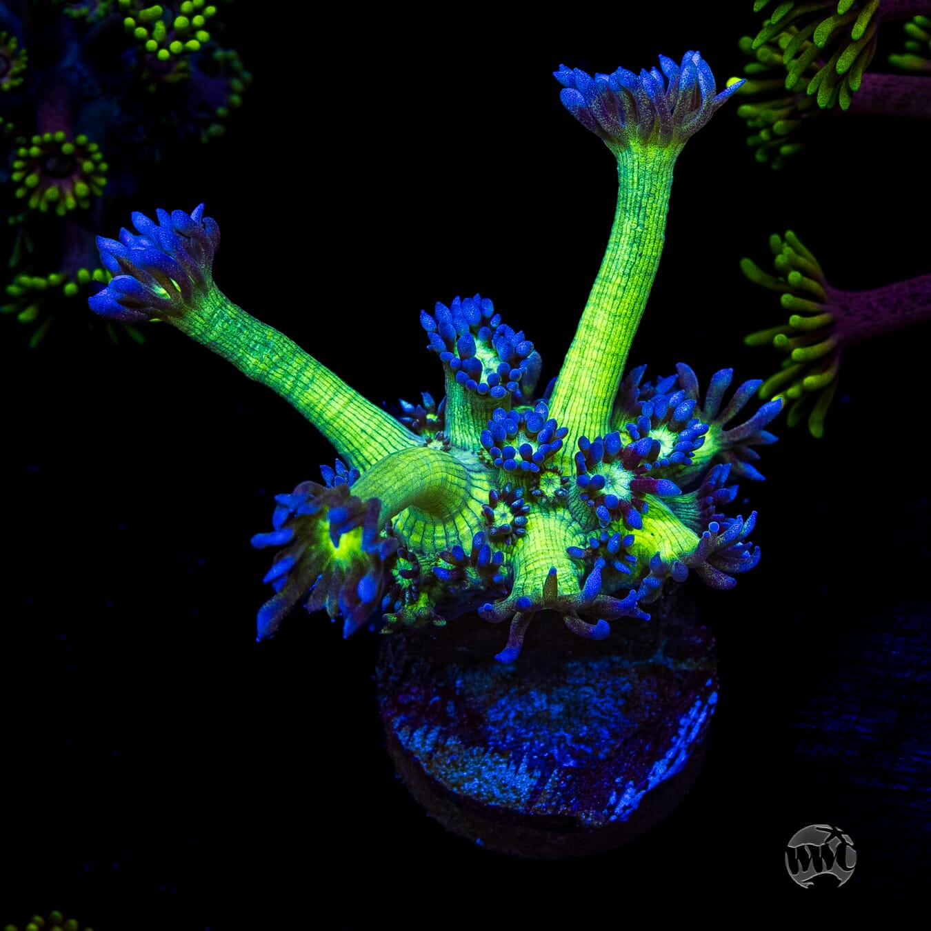 WWC Shadow Flame Goniopora