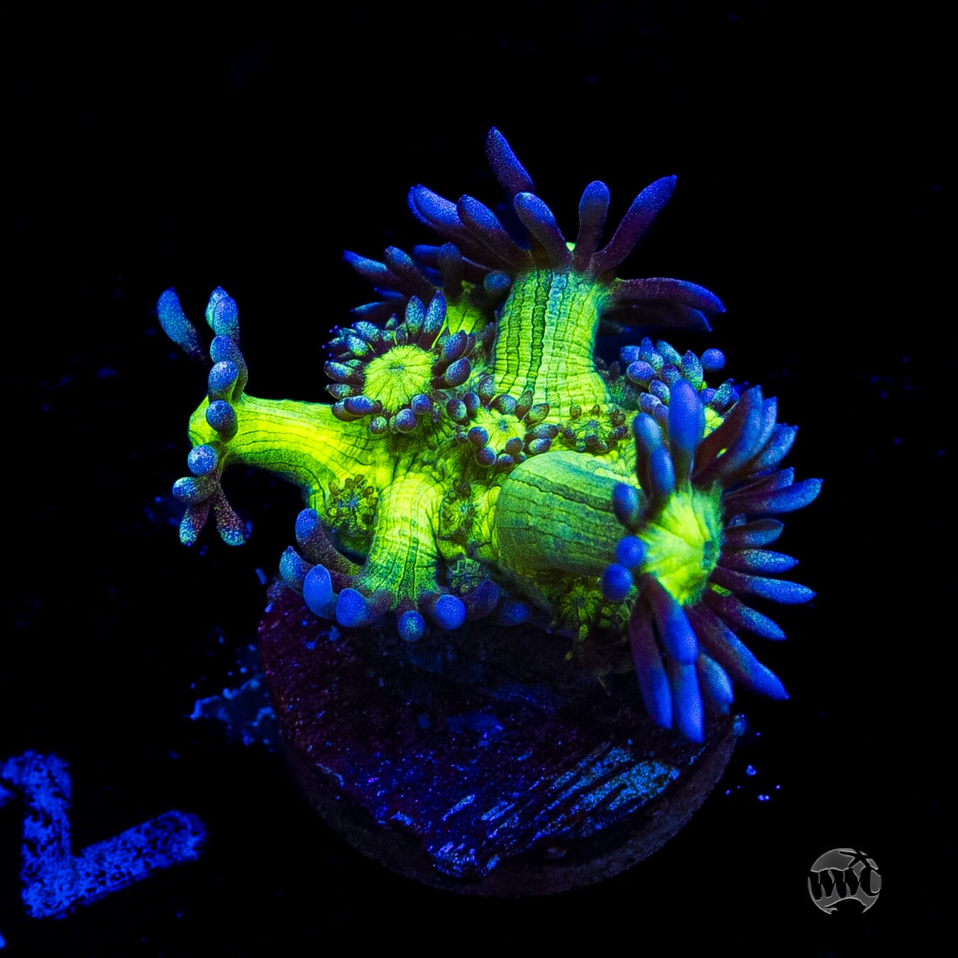 WWC Shadow Flame Goniopora
