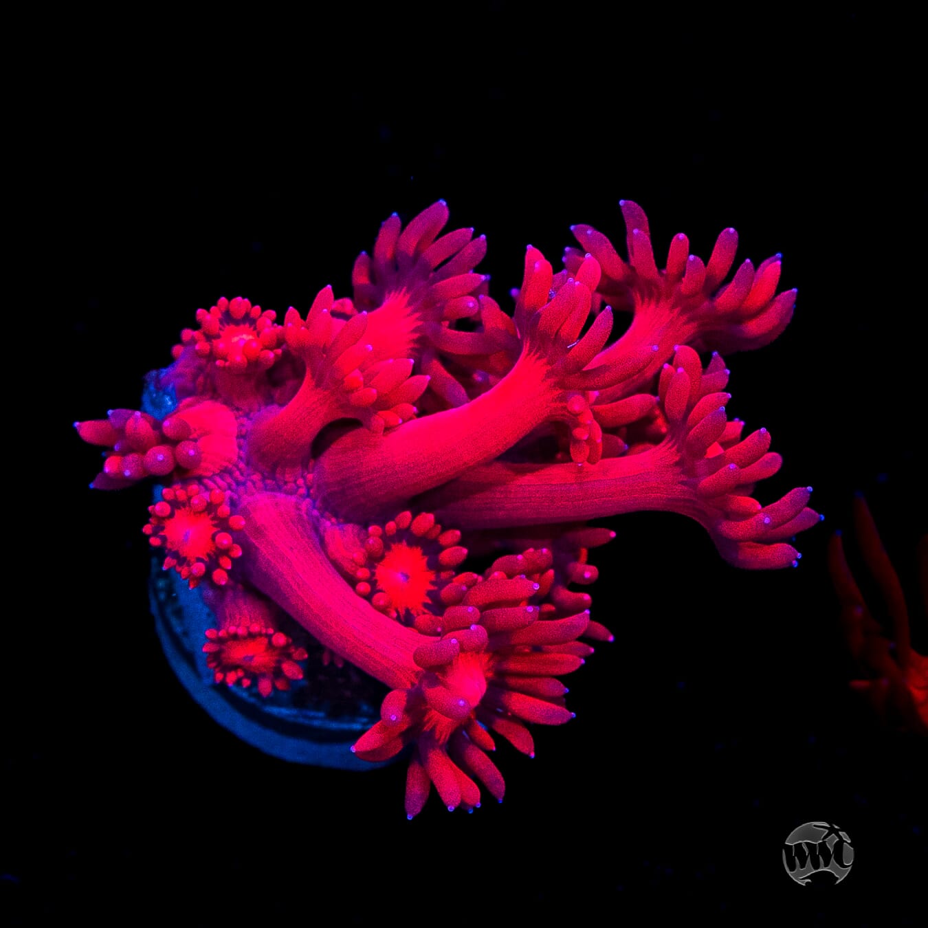 Ragin Rojo Goniopora
