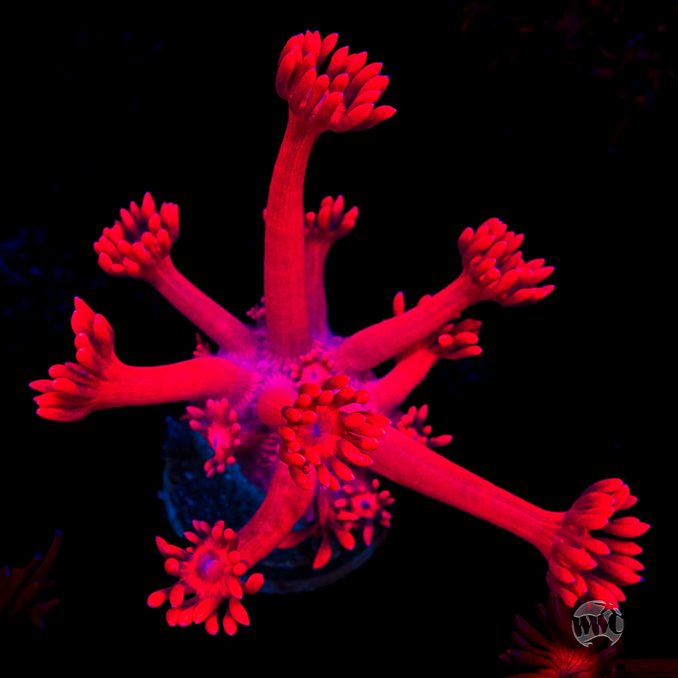 Ragin Rojo Goniopora