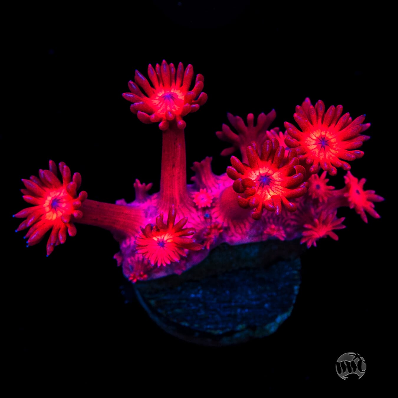 Ragin Rojo Goniopora