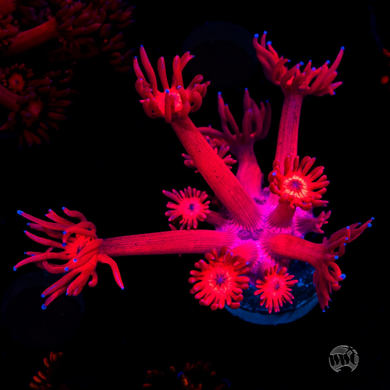 Ragin Rojo Goniopora