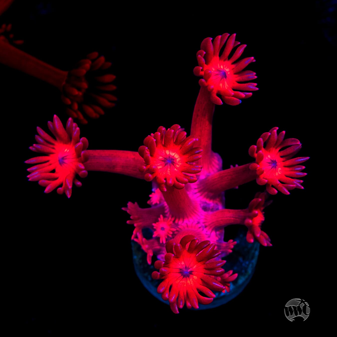 Ragin Rojo Goniopora