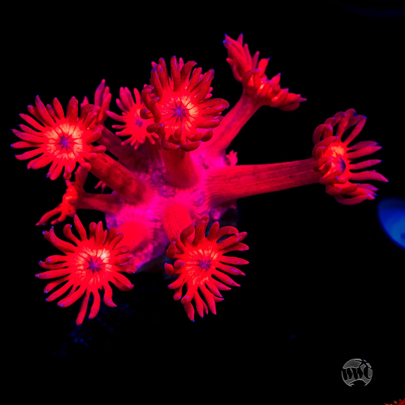 Ragin Rojo Goniopora