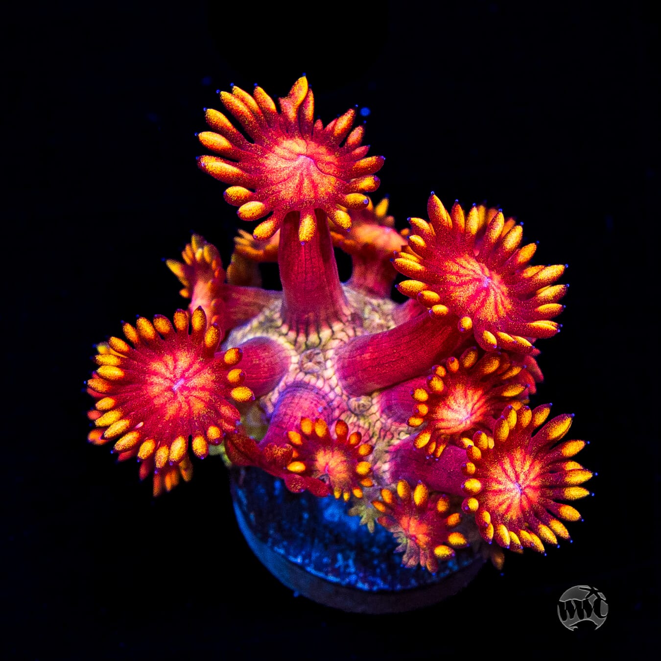 Firelord Goniopora