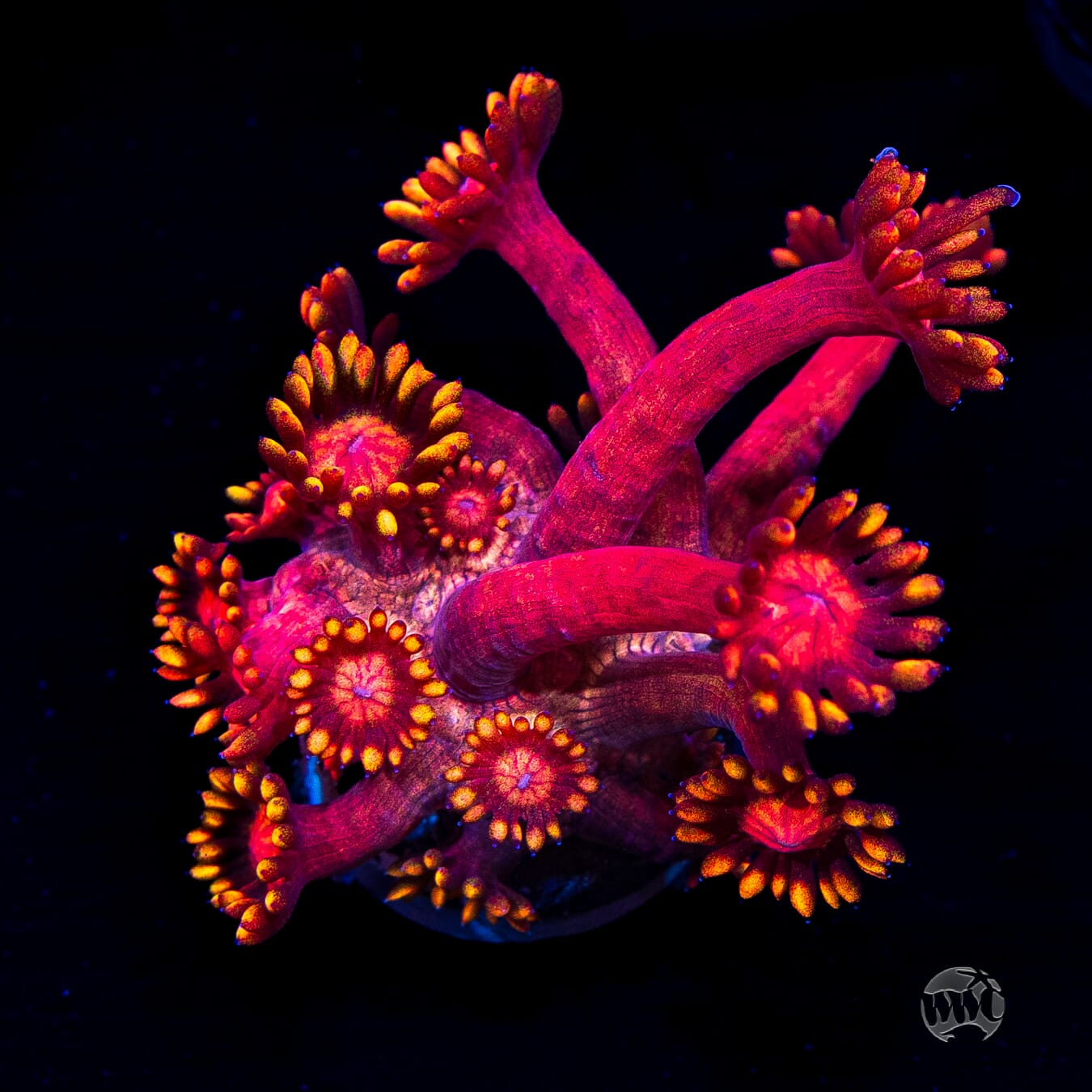 Firelord Goniopora