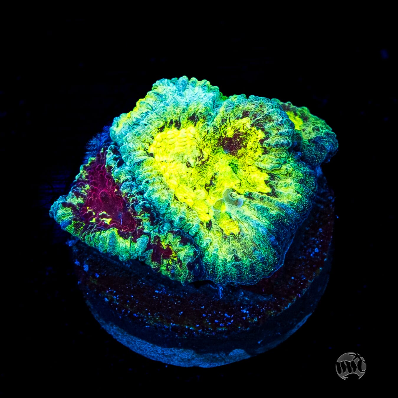 WWC Diversity Favia