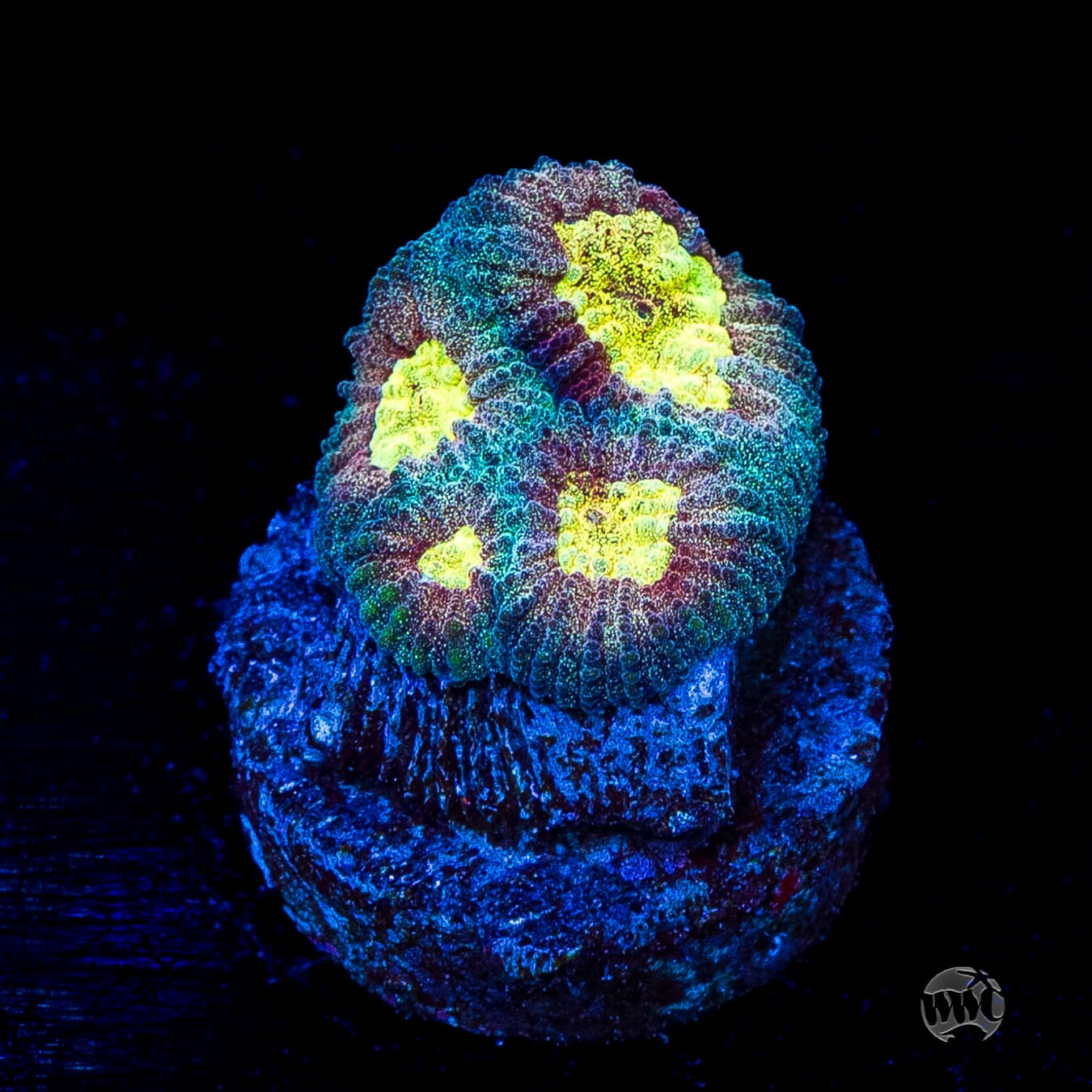 WWC Diversity Favia