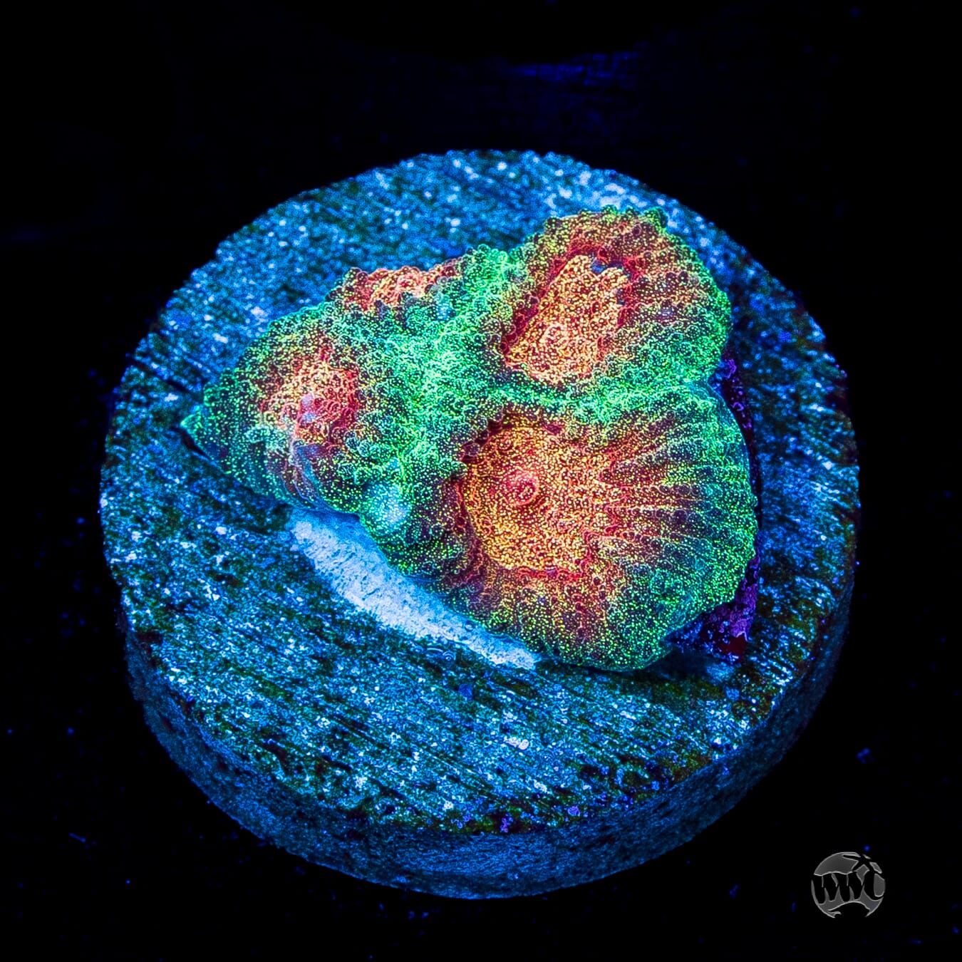 WWC Honey pot Favia