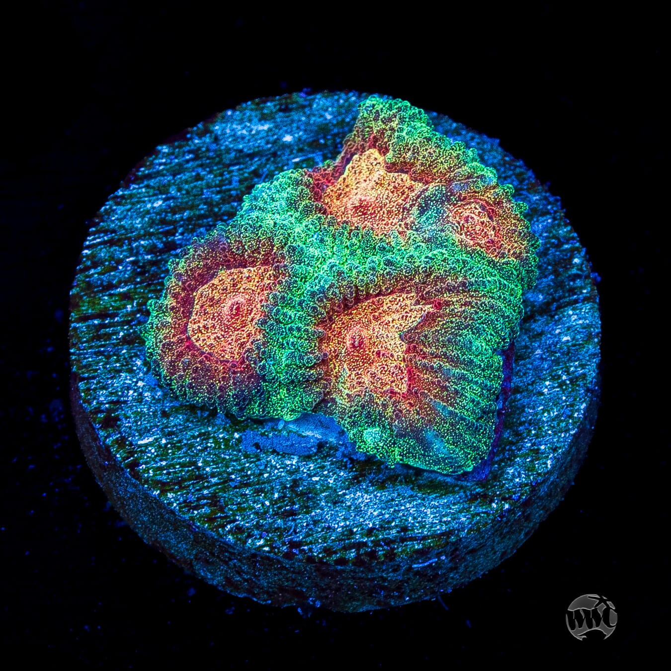 WWC Honey pot Favia