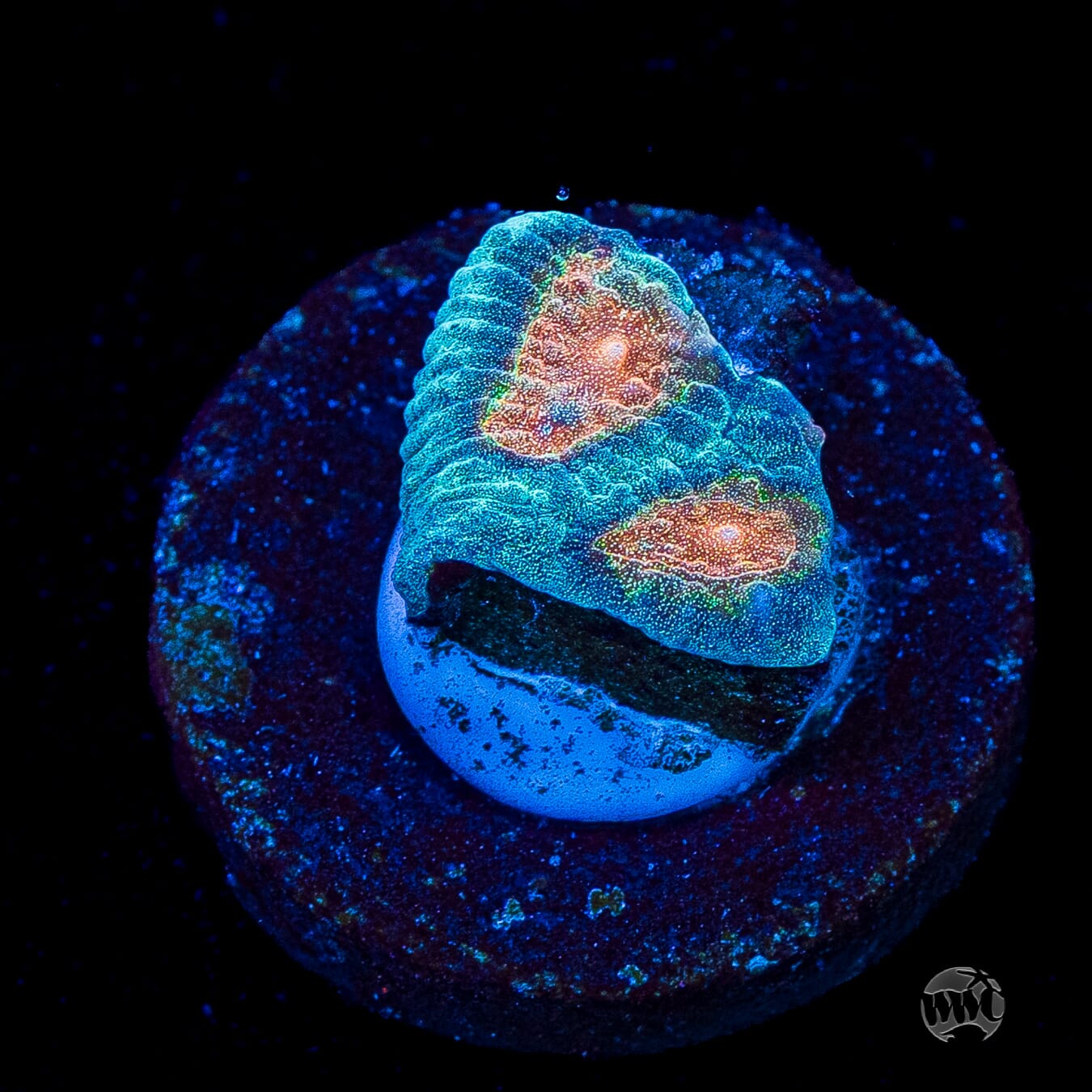 WWC Sunspots Favia