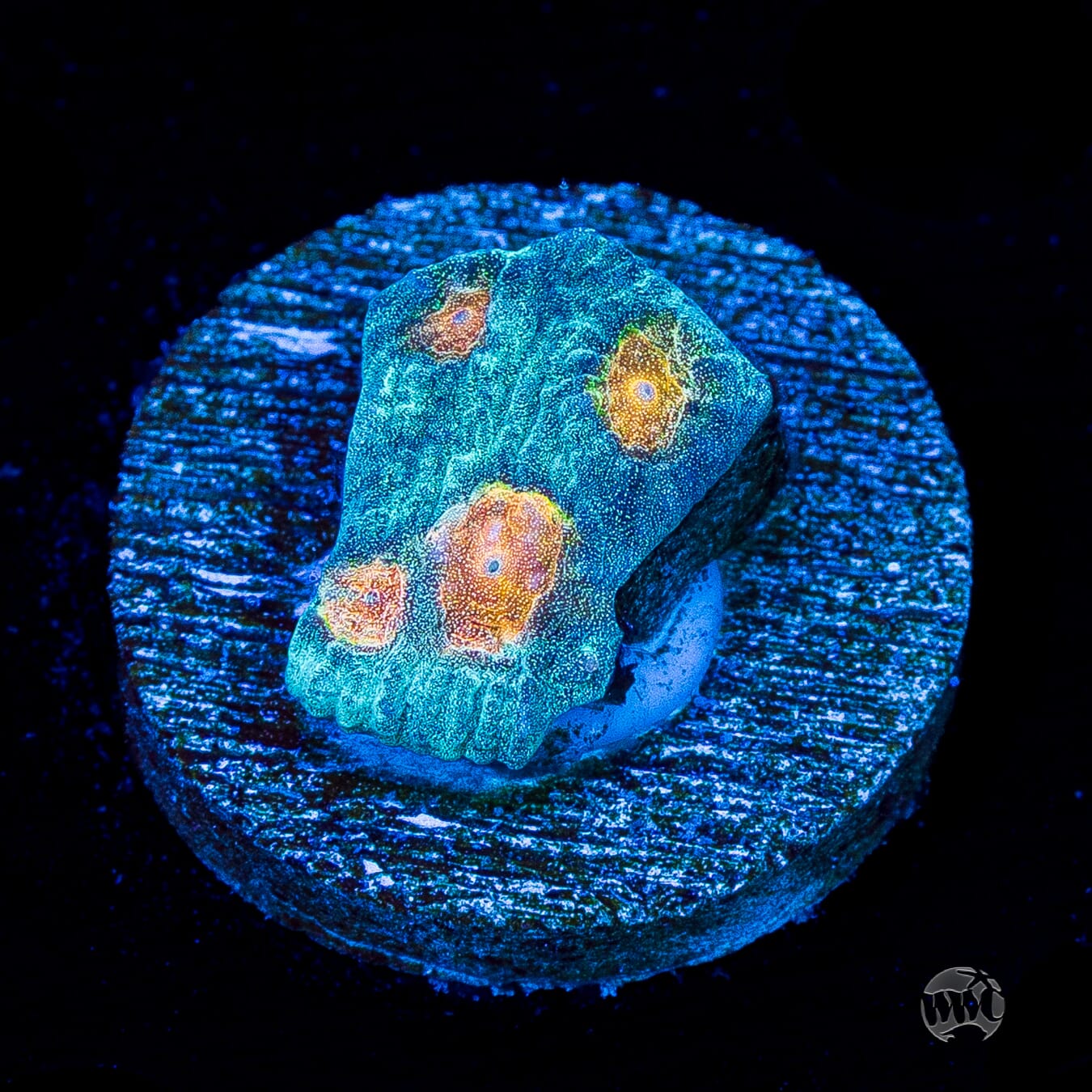 WWC Sunspots Favia