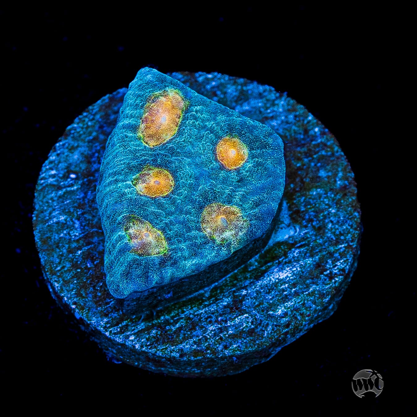 WWC Sunspots Favia