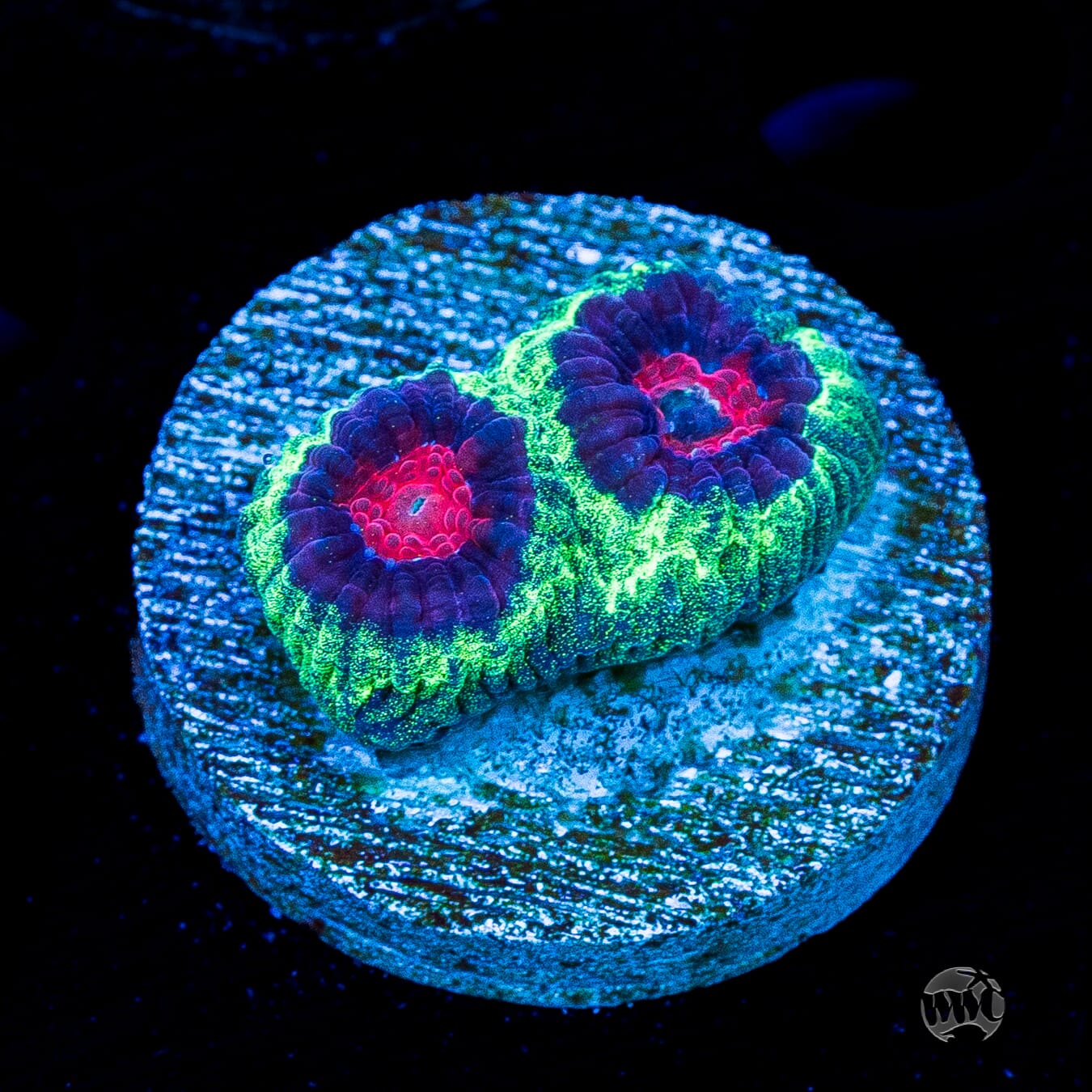Demon Eye Favia