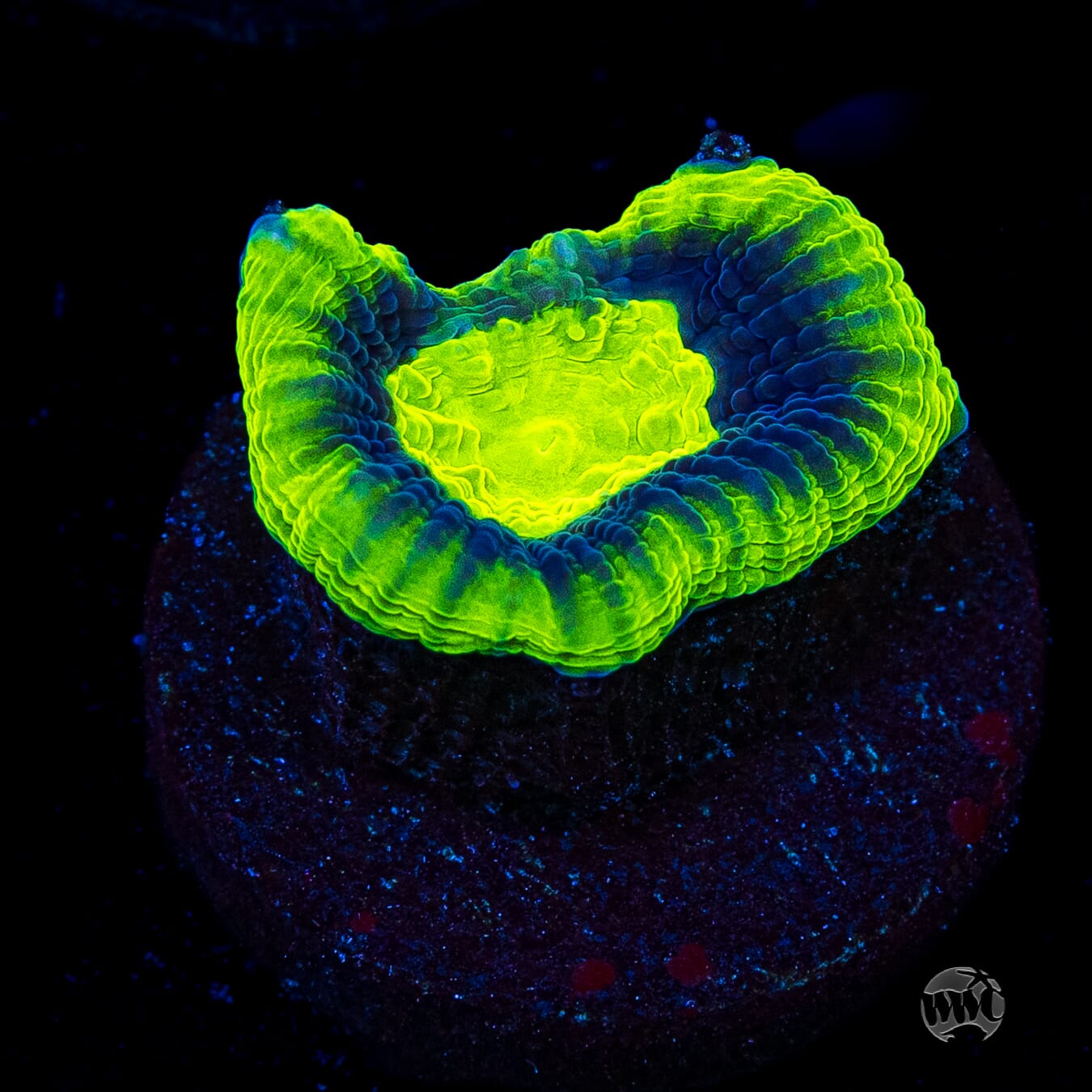 Toxic Dragon Soul Goniastrea