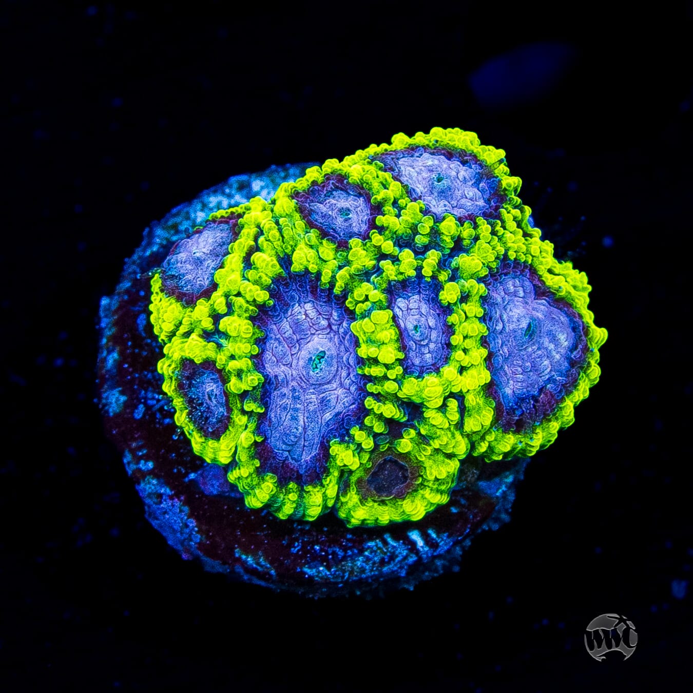 WWC Space Monkey Favia