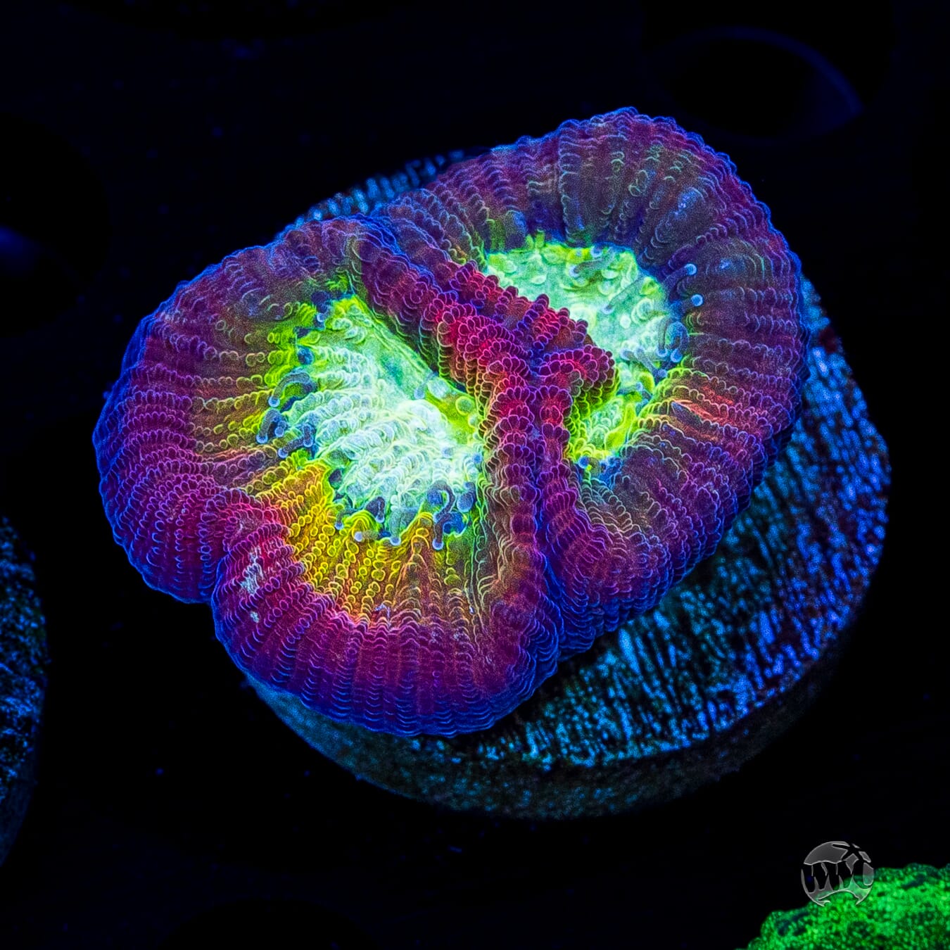 WWC Fantasmo Favia