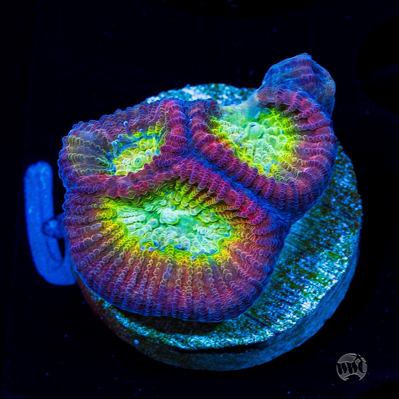 WWC Fantasmo Favia