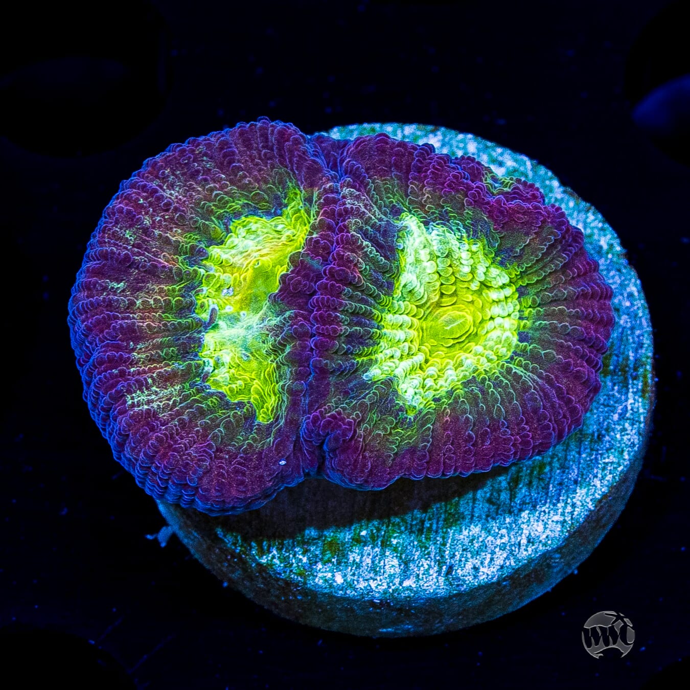 WWC Fantasmo Favia