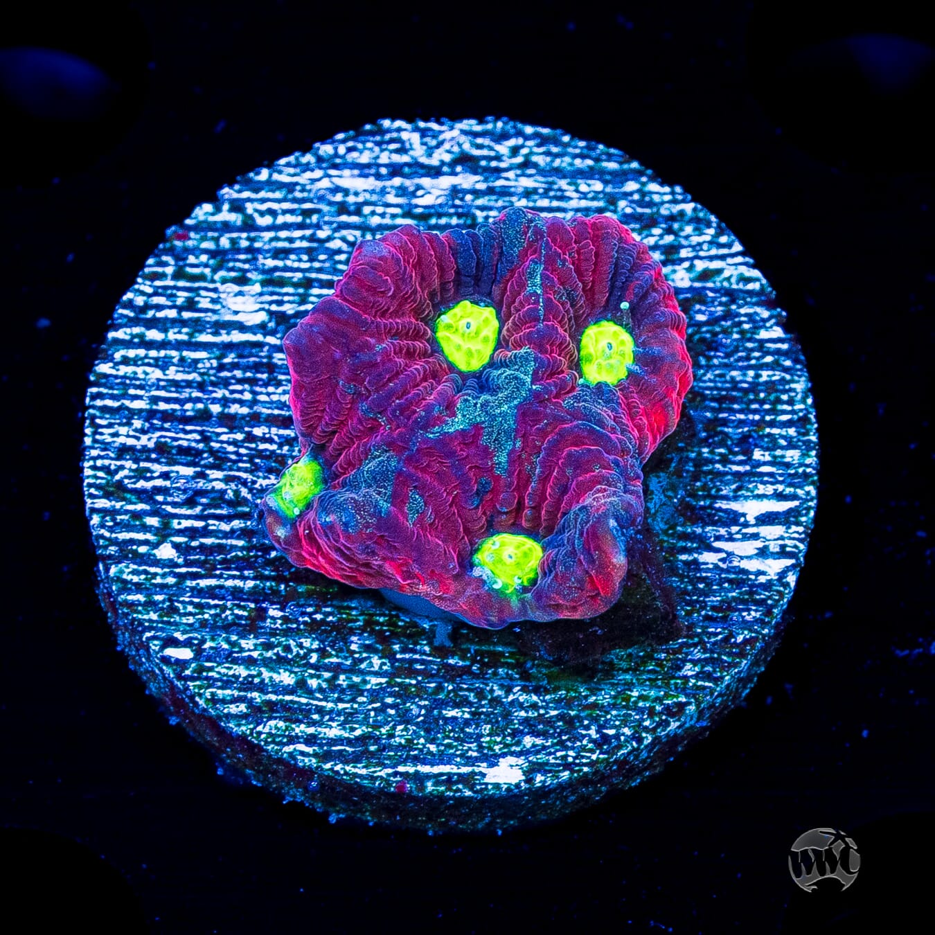 WWC Graffiti War Coral