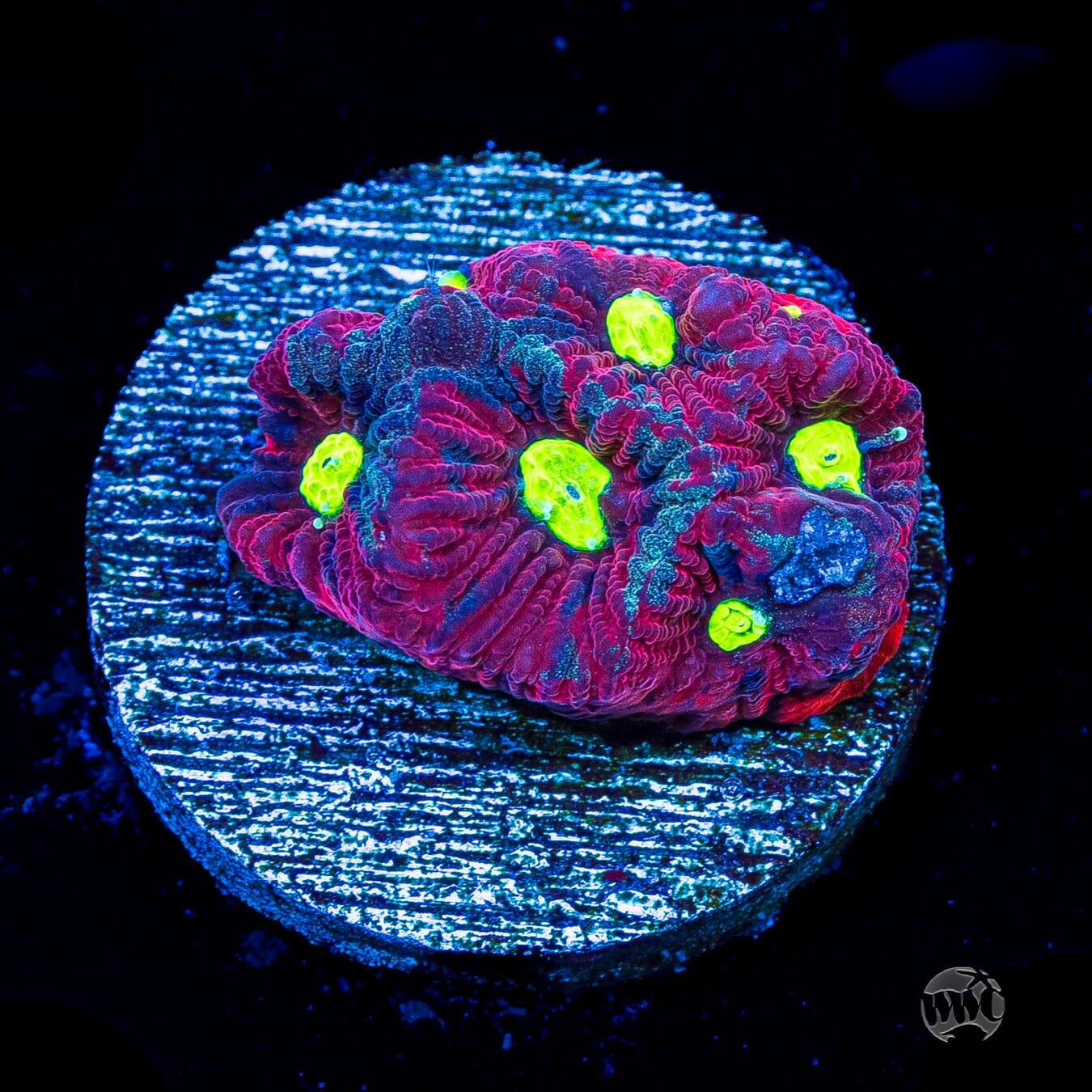 WWC Graffiti War Coral