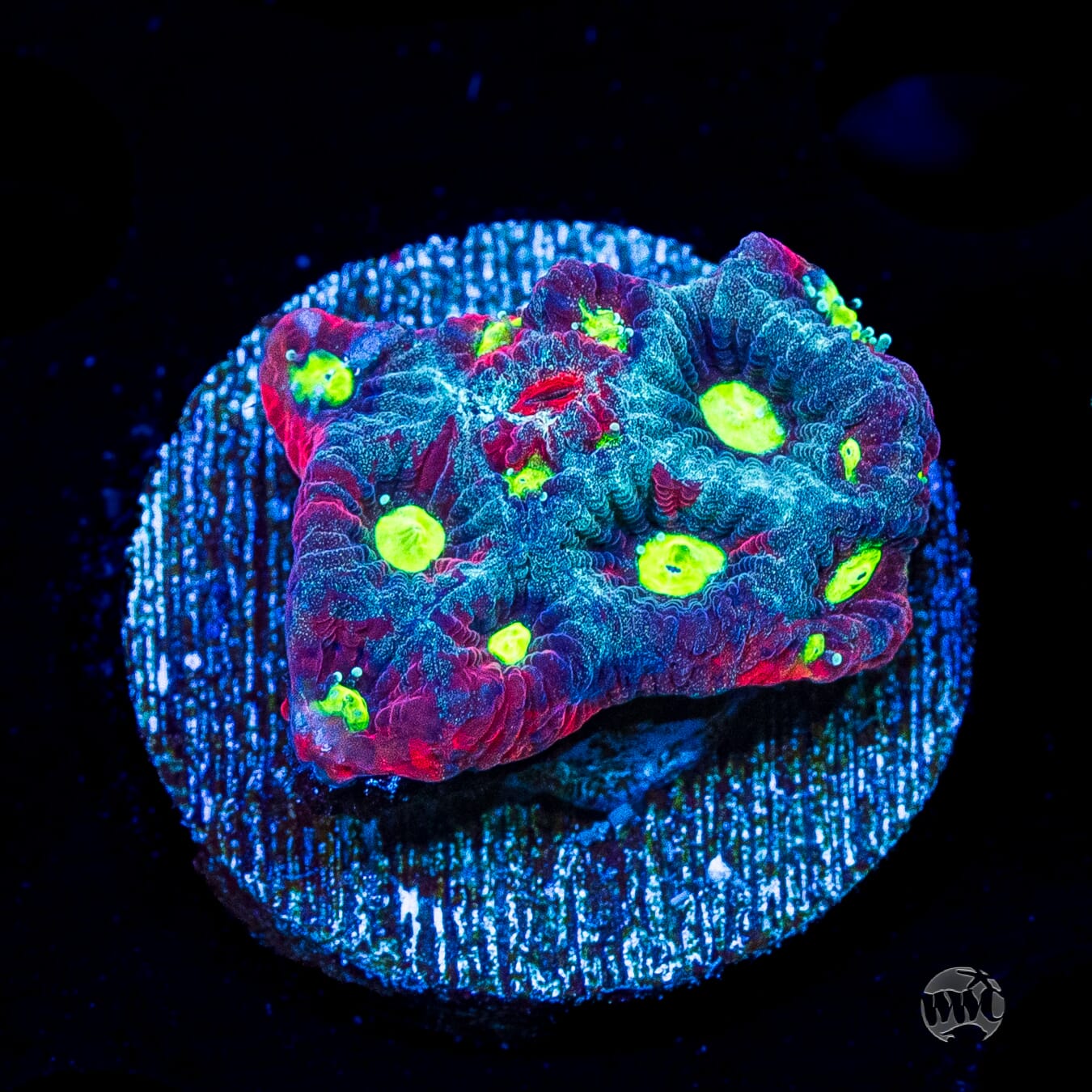 WWC Graffiti War Coral