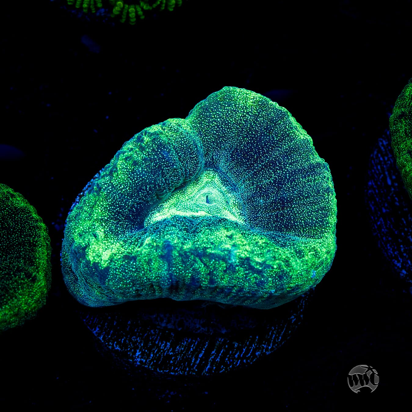 Seafoam Favia