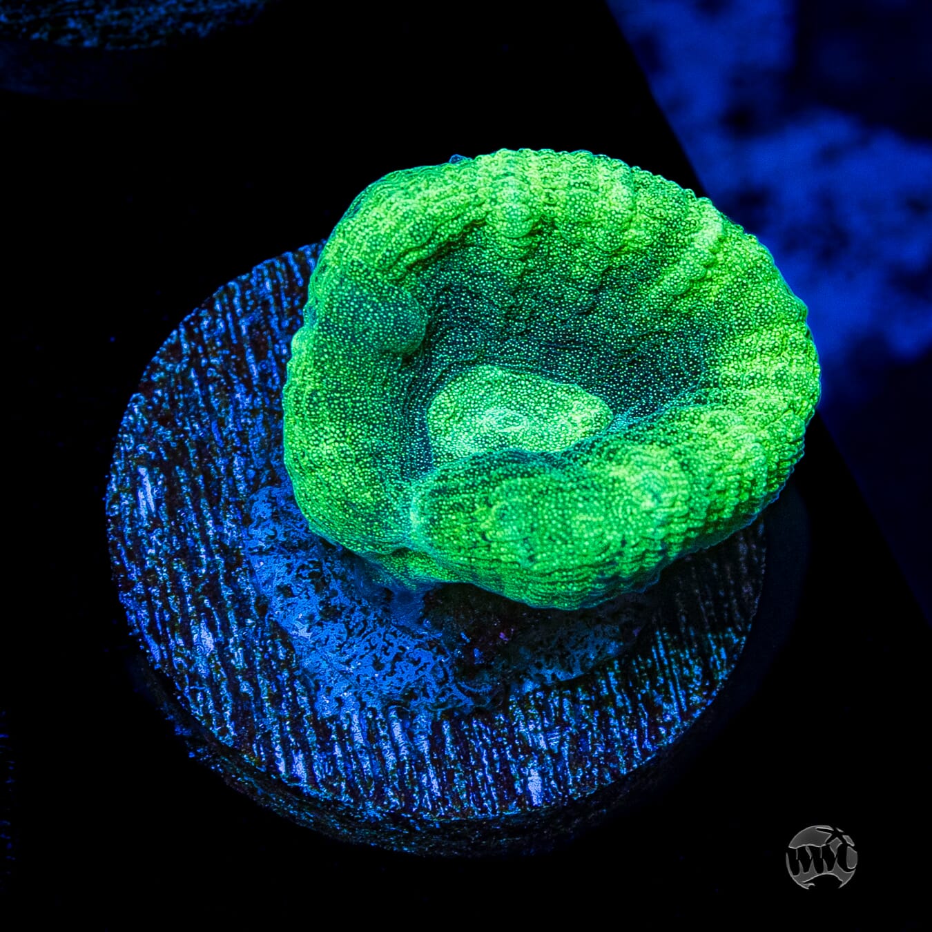 Seafoam Favia