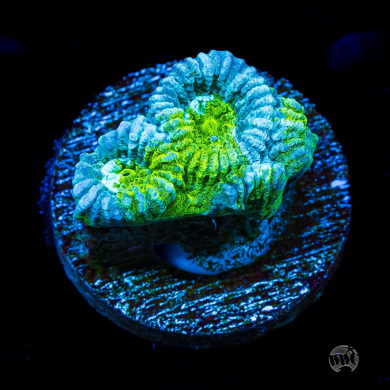 Tealfusion Favia