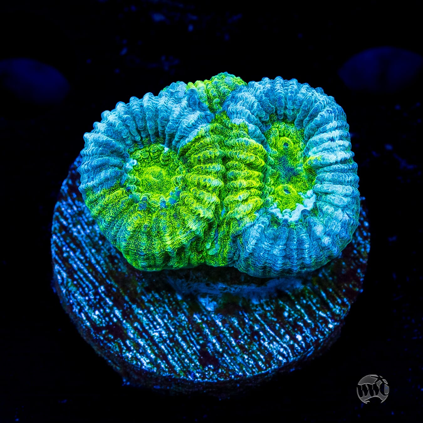 Tealfusion Favia