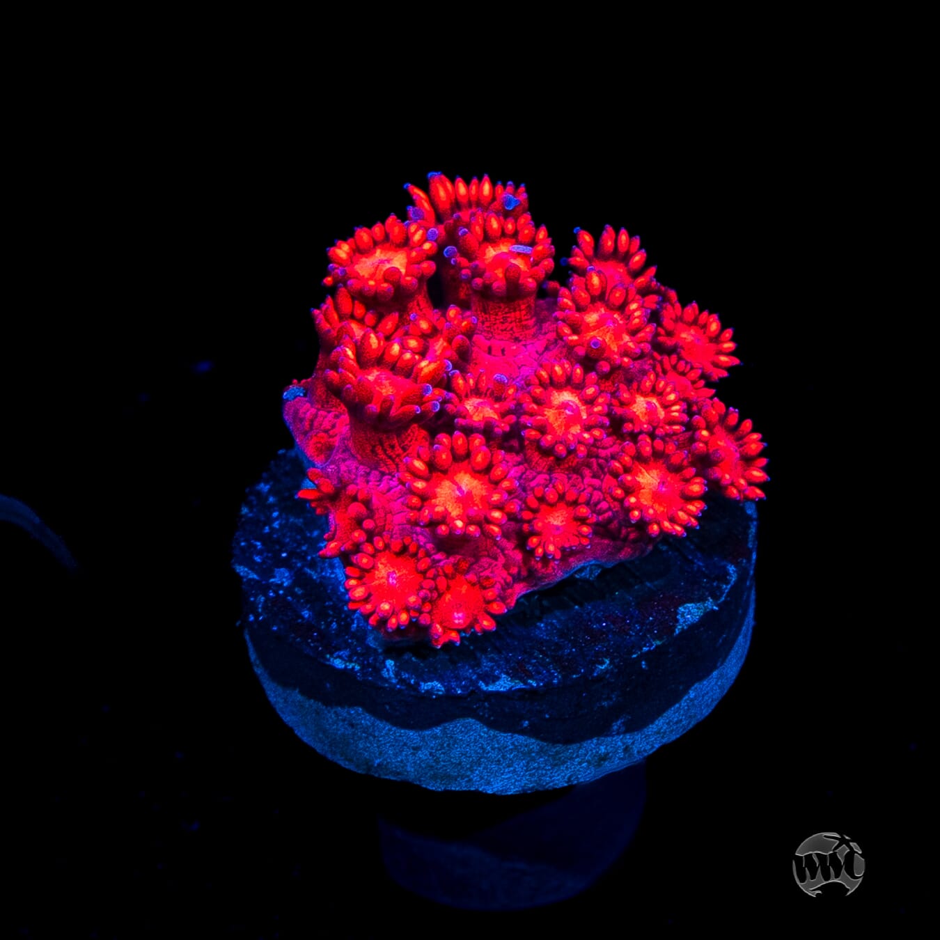 Ragin Rojo Goniopora