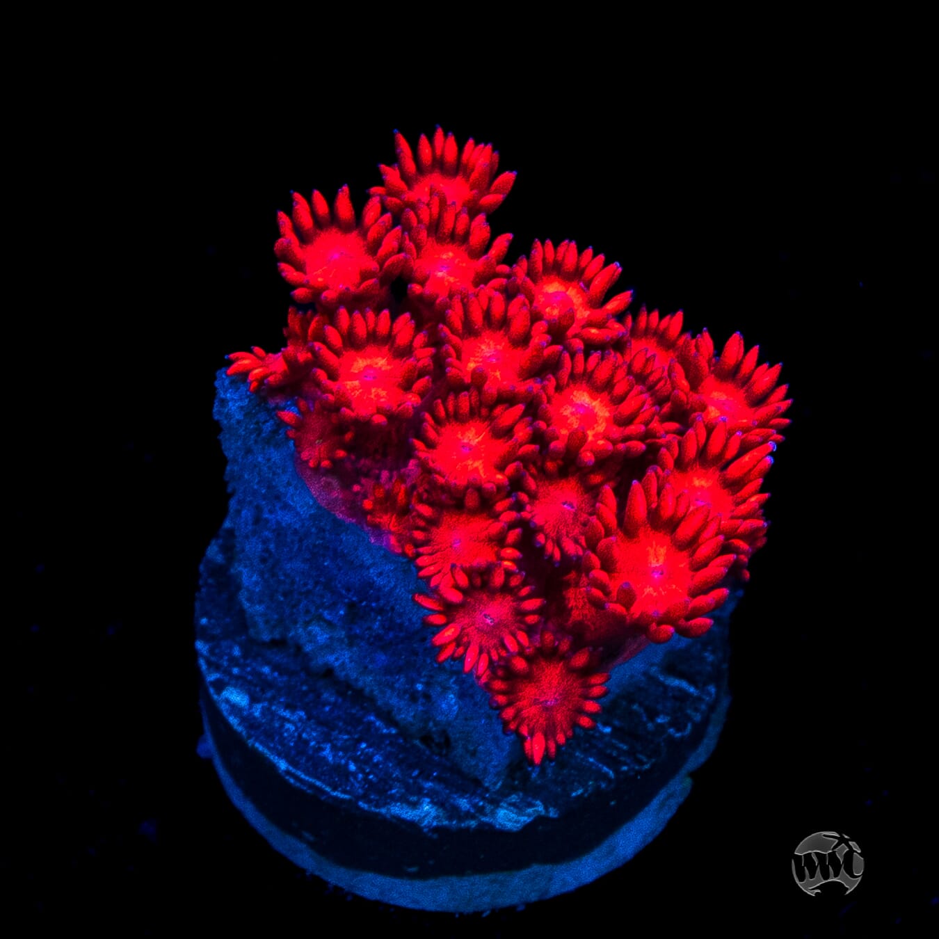 Ragin Rojo Goniopora