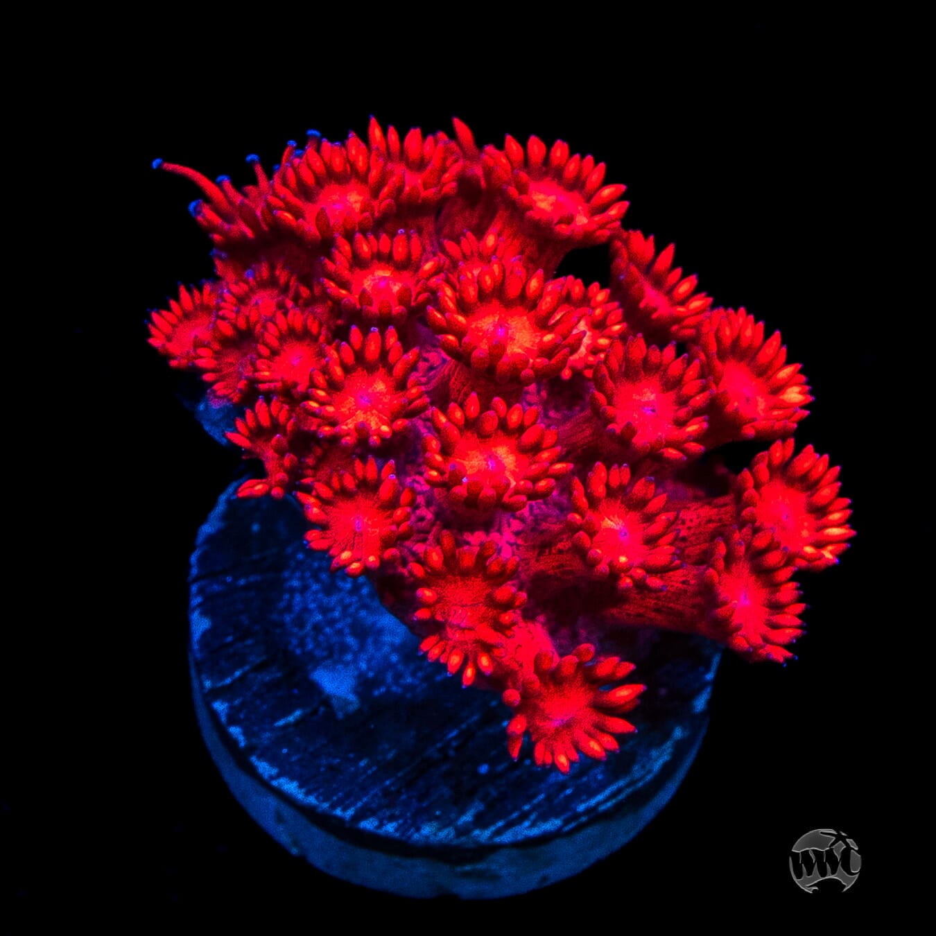 Ragin Rojo Goniopora
