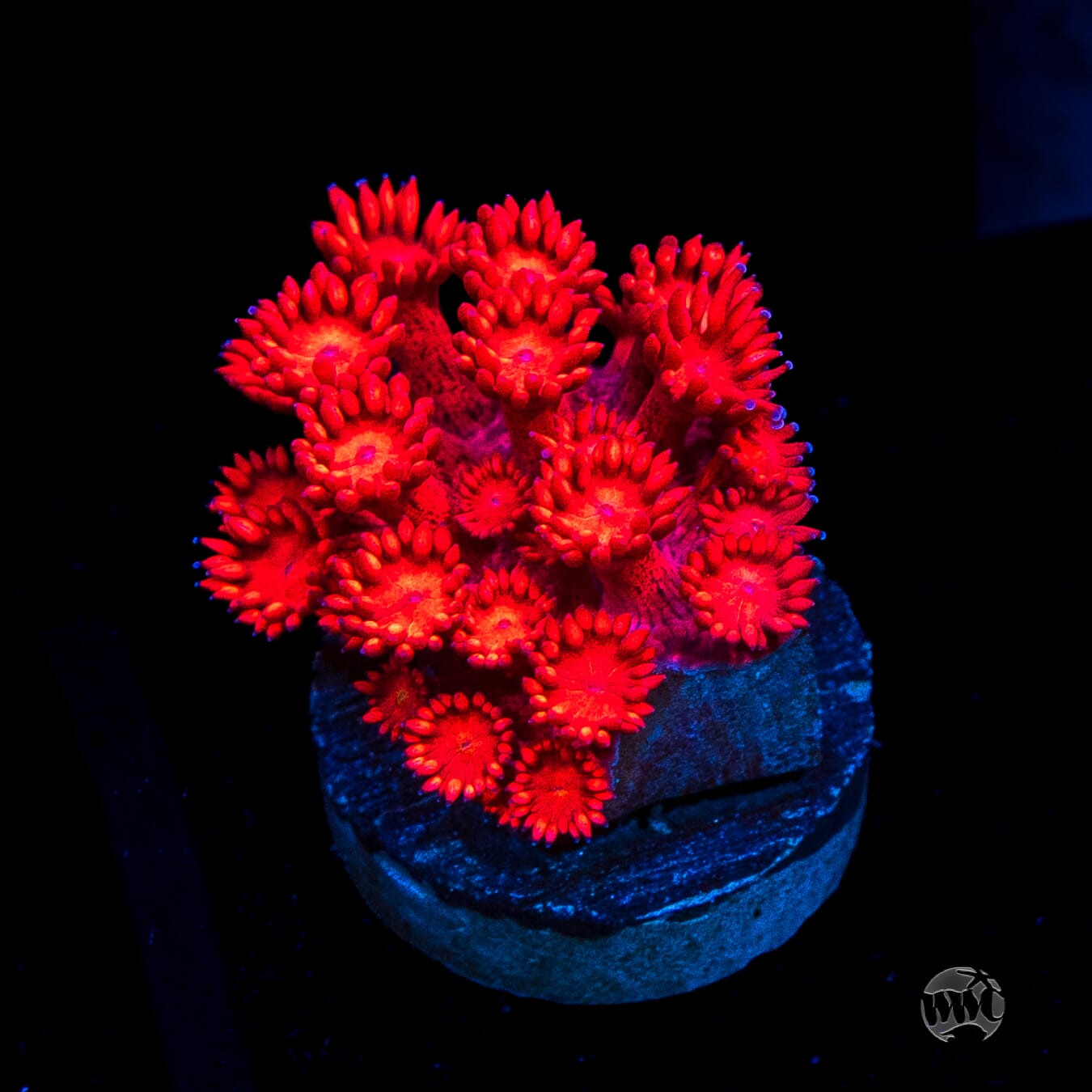 Inferno Goniopora